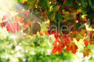 dreamy autumn foliage