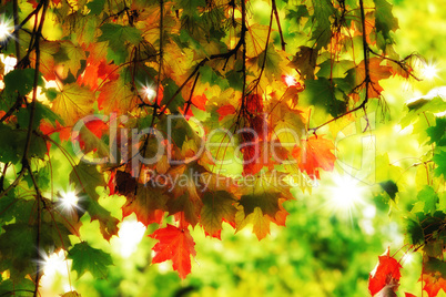 dreamy autumn foliage