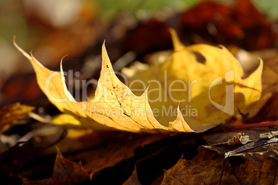 yellow maple leave