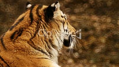 Portrait of a tiger resting after diner