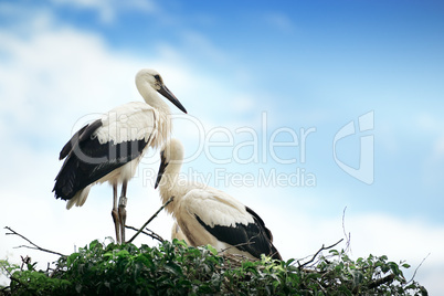 Storks in the nest on the background of the cloudy sky