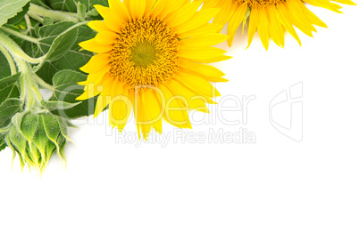 flowers sunflowers on a white background