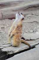 meerkat (surikate)