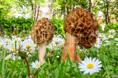 two common morel mushrooms