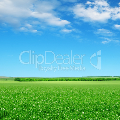 green field and blue sky with light clouds