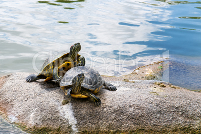 two water turtles on the rock