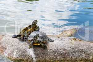 two water turtles on the rock