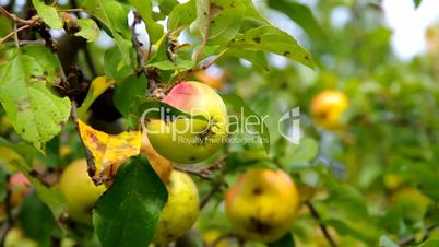 Apfel am Baum