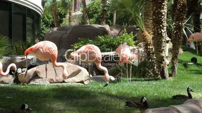 flamingos im hotel flamingo, las vegas