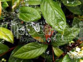 Regentropfen im Spinnennetz