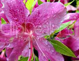 Blüte mit Regentropfen