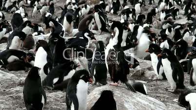 Rockhopper penguin colony with cormorant