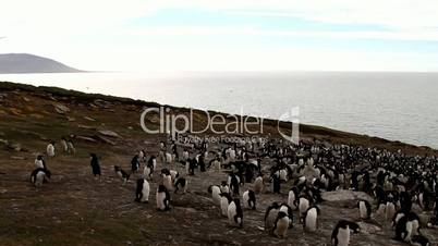 Rockhopper Penguin colony