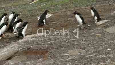 Rockhopper penguins running downhill