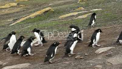rockhopper penguins running up and down