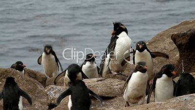 Rockhopper penguins coming from fishing