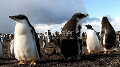 Young Gentoo penguin chicks