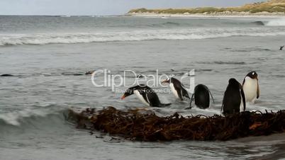 Gentoo Penguins taking a bath