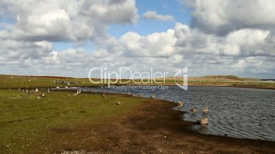 Landscape Falkland Islands