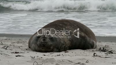 Southern Elephant Seal ist resting