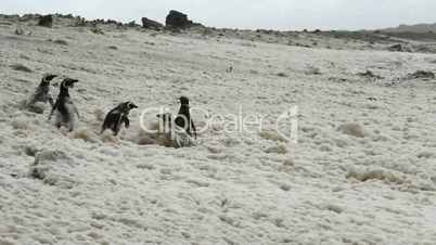 Penguins walking in foam during a heavy storm