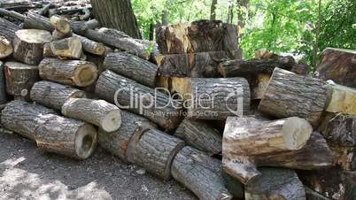 stack of cut trees