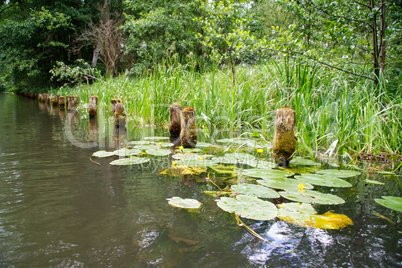 Fluss, Ufer, Seerose, Fließ, Fließe, Spreewald, Lübbenau, grün, Natur, erholungsgebiet, Urlaub, erholen, idylle, kahnfahren, kahnfahrt, lübben, romantisch, ruhe, sorben, spree, tourismus, wald, baum, bäume, flußlandschaft, kanal, lehde, stille, wasser, wa