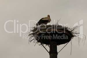 Storchennest, Nest, Storch, geboren, Geburt, Symbol, Turm, brut, brüten, klappern, Klapperstorch, nisten, störche, vögel, weißstorch, storchenpaar, vogel, zugvögel