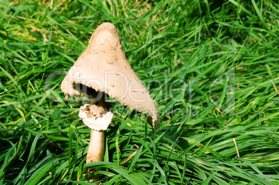 mushroom on a background of green grass