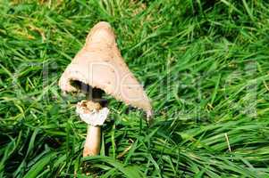 mushroom on a background of green grass