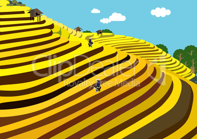Rice terraces - Vietnam