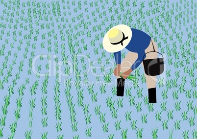 Farmer planting rice