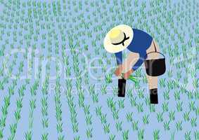 Farmer planting rice