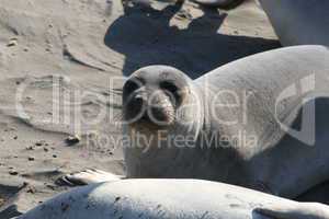 Elephant Seal at the Beach