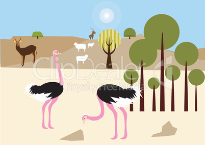 Ostriches in the desert