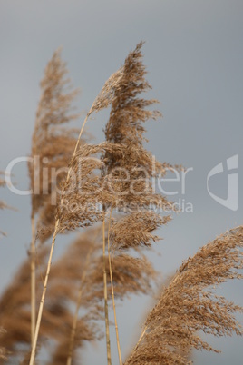 Schilf im Wind