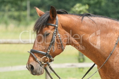 Trakener beim Reiten