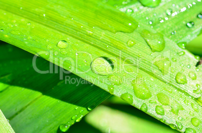 blatt mit wassertropfen