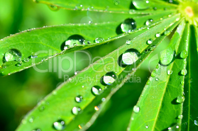 blatt mit wassertropfen