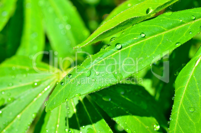 blatt mit wassertropfen