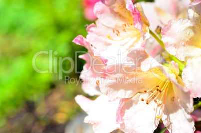 Blatt mit Wassertropfen