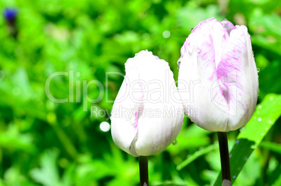 blatt mit wassertropfen