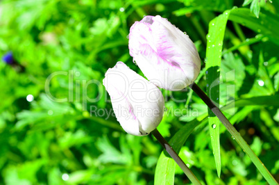 Tulpen mit wassertropfen