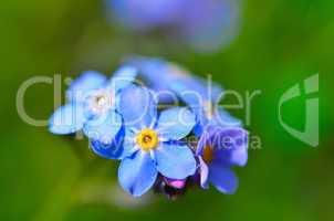 blatt mit wassertropfen