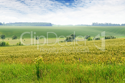 green field and sky with light clouds