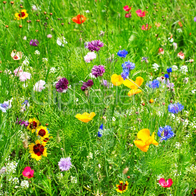 wild flowers