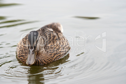 duck on the water