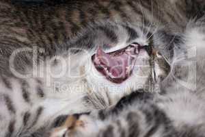 yawning kitten