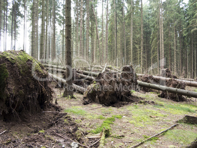 fallen trees