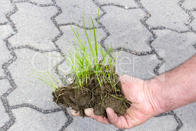 hand holding blades of grass with earth in front of concrete pavement